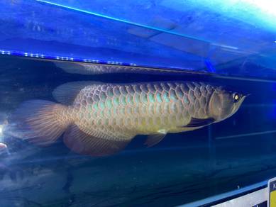 Arowana malaysia