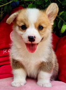 CORGI PUPPIES C142 Available Male & Female