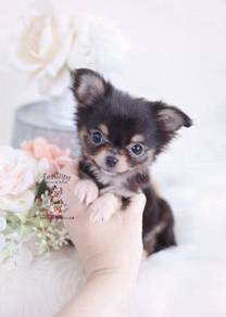 QPP1333 Chihuahua long haired cute puppies