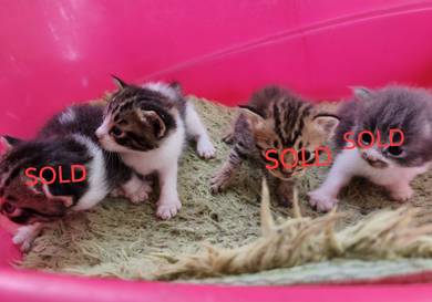 Cat Kucing Parsi Mix Kg