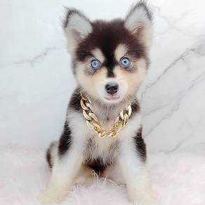 Pomsky