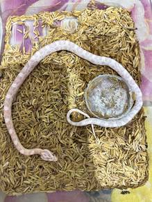 corn snake