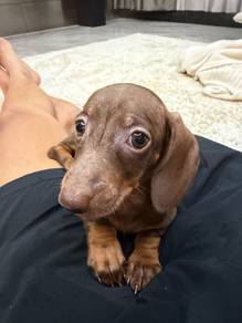 Sassy Dachshund