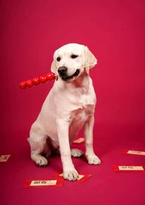 Labrador Retriever