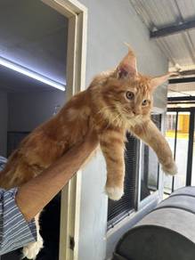 Mainecoon