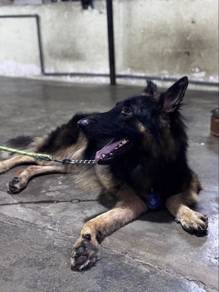 german shepherd