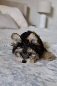 G3594 Borky Silkese Long Hair Small Puppy Baby Dog