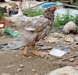 ayam Brahma betina