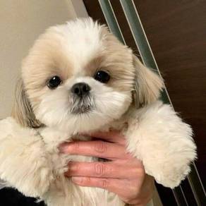 F45 Charming Shih Tzu / Shihpoo / Cute / Tricolor