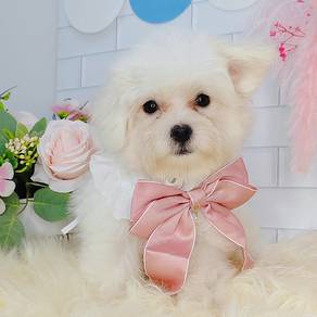 Maltese