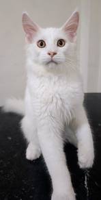 Maine Coon