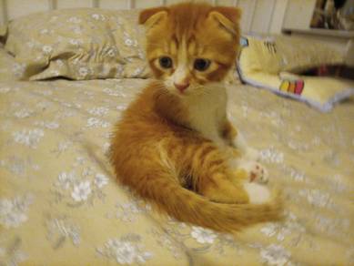 Male Scottish Fold