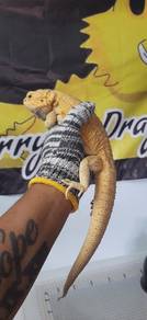 Bearded Dragon 