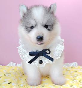 Husky