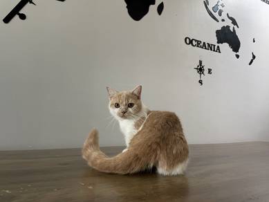 Munchkin Supershort (Female)