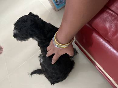 poodle puppy