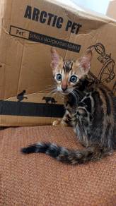 Bengal kitten