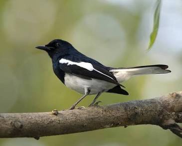 Burung murai kampung