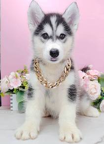 Wooly Husky