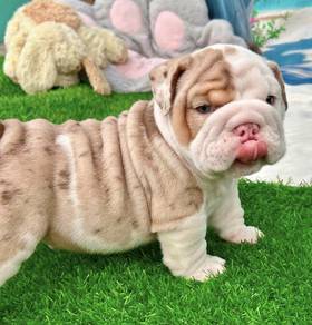 ENGLISH BULLDOG PUPPIES EB450 🐻 BullDog Available