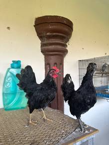 ayam katik rintik murai
