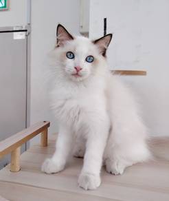 Ragdoll male