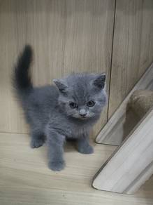 BSH British short hair