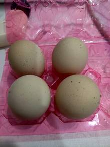 Telur ayam Brahma,Blue dan splash