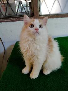 Doll Face Persian kitten
