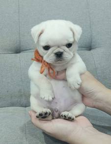 PUG PUPPIES 717🌻 Male White Color