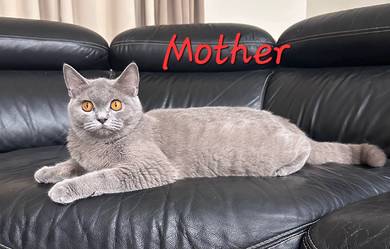 Purebred Female British Shorthair BSH adult. 