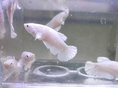 Platinum White Betta Fish Ikan Laga 