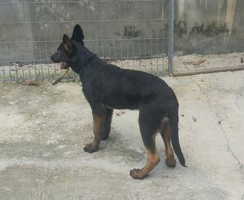 german shepherd 3mth dark sable