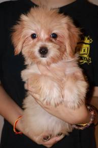 J0800 Silkese soft little puppy