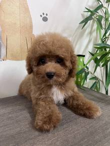 poodle