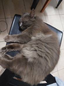 Rehome with fee