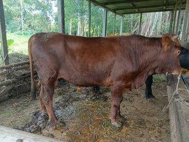 2 ekor lembu