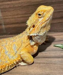 Bearded dragon for sale