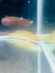 ikan channa limbata tempatan betina_02