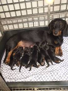 Pure Breed Dachshund Puppy