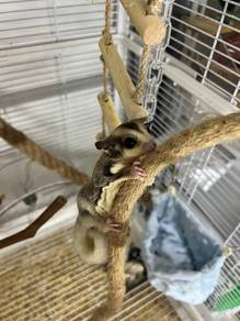 sugar glider mosaic white tail female umur 4 bulan