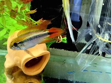 apistogramma double red pair