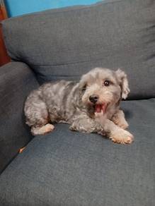 Dog for sale