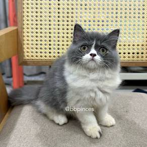 persian kitten