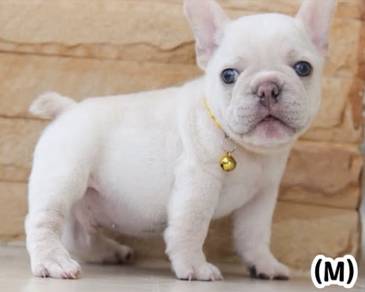 FRENCH BULLDOG PUPPIES VIP837🌻 Boy-Girl Cream