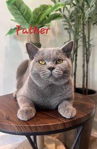 Purebred British Shorthair BSH kitten. 