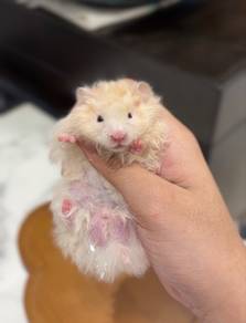Syrian bigbone rex hamster