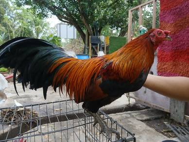 ayam kampung