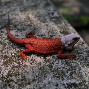 Mating service reptiles 