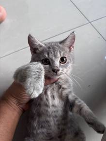 Bsh Blue Tabby Male
